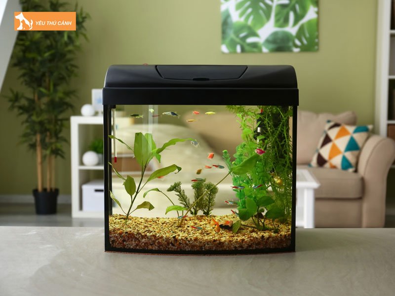 Su-dung-cac-cay-thuy-sinh-thucanh