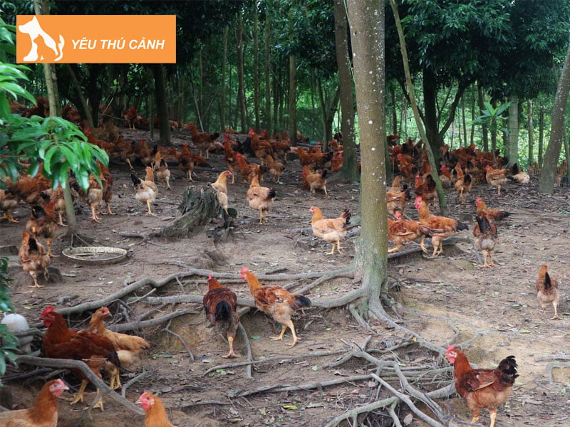 tac-hai-cua-mat-ga-gay-nen-thucanh