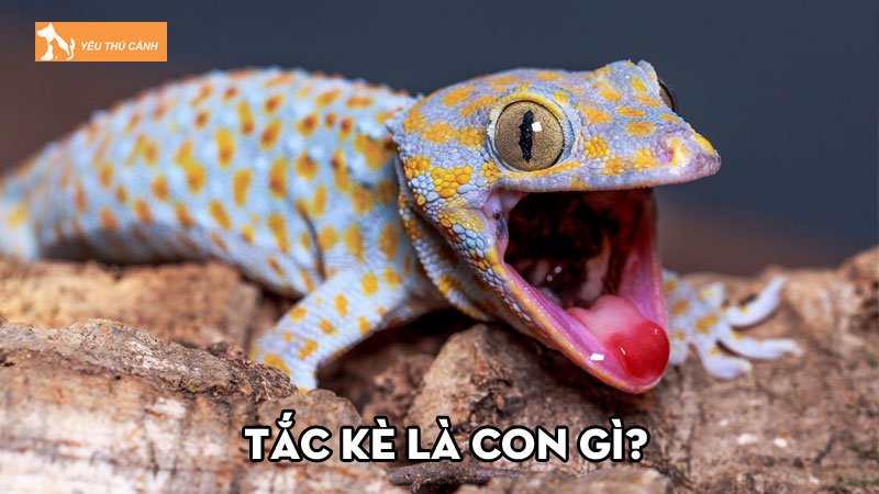 Tắc kè là con gì? Đặc điểm và các loại tắc kè trong tự nhiên