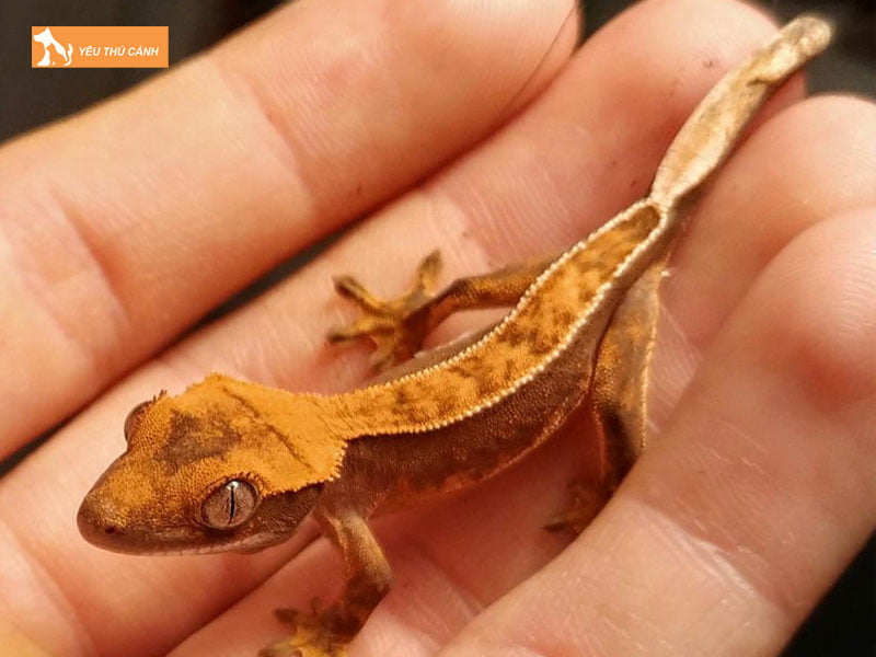 tac-ke-mao-new-caledonia-crested-gecko-thucanh