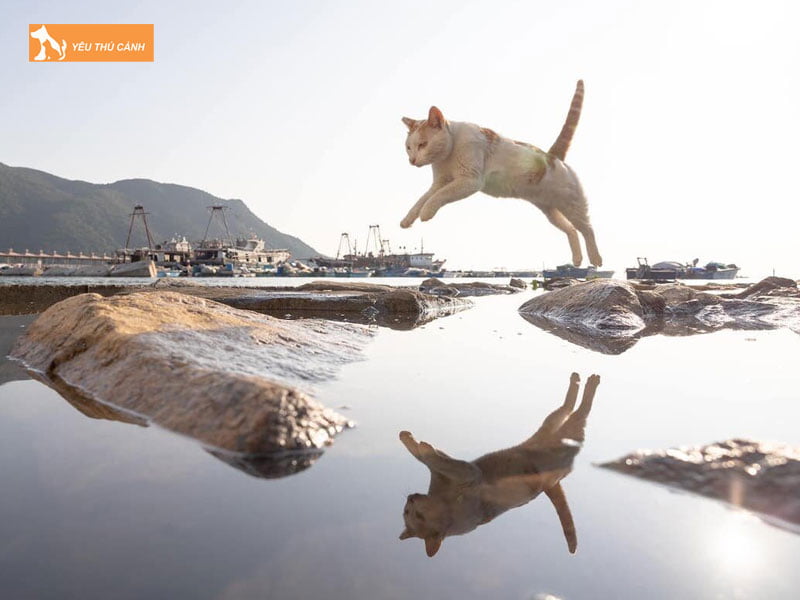 tai-sao-meo-roi-tu-tren-cao-ma-van-an-toan-1-thucanh