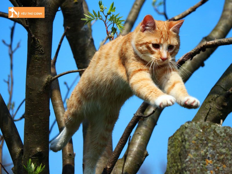tai-sao-meo-roi-tu-tren-cao-ma-van-an-toan-2-thucanh