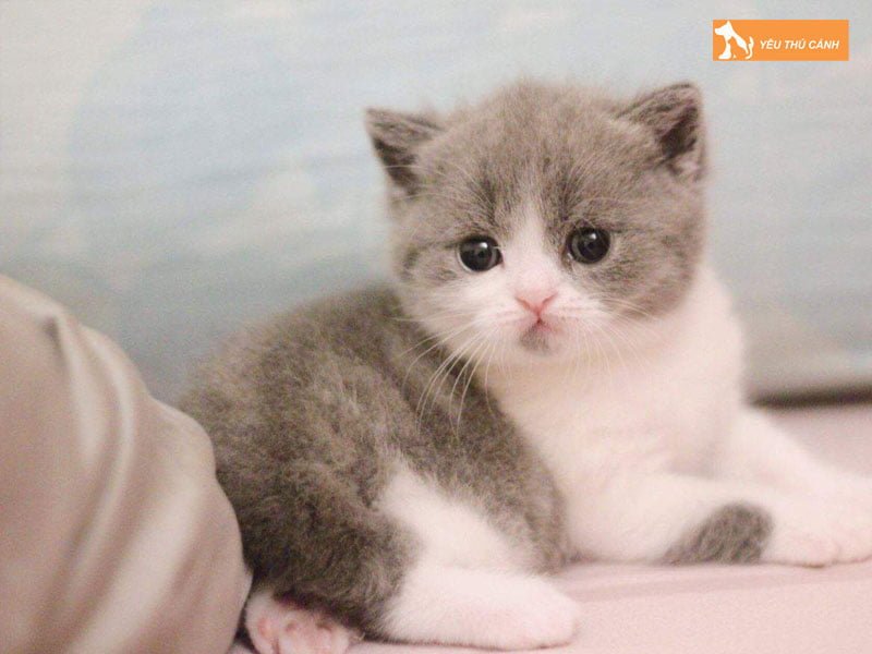 tai-sao-meo-tai-cup-bi-dung-tai-thucanh