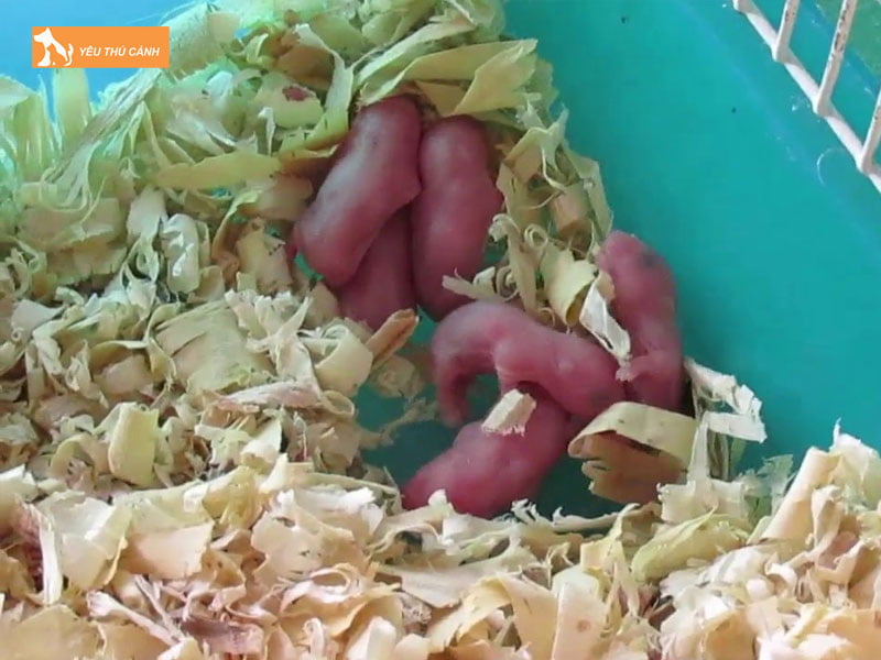 tai-sao-nen-tach-hamster-sau-khi-sinh-thucanh