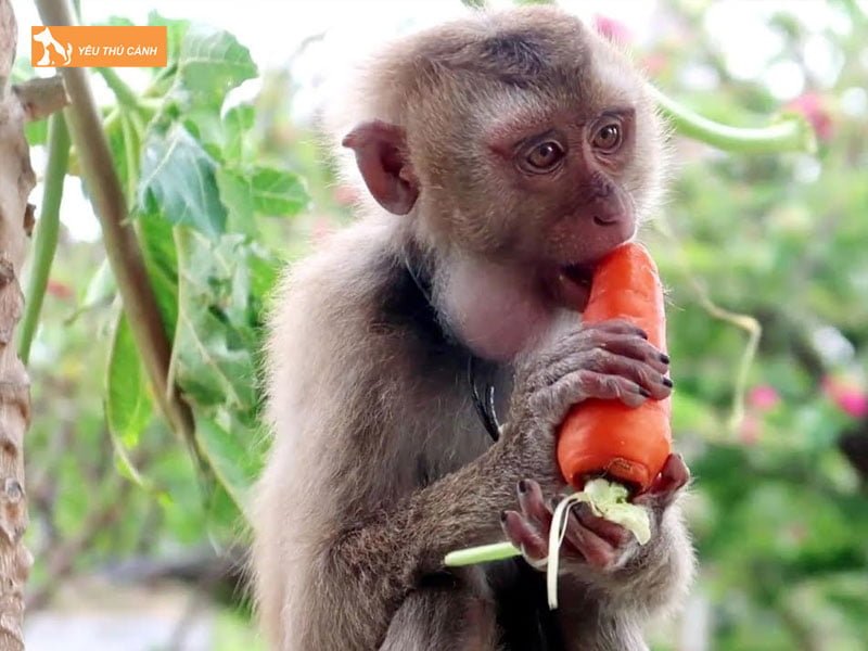 tai-sao-nhieu-nguoi-thich-nuoi-khi-trong-nha-thucanh