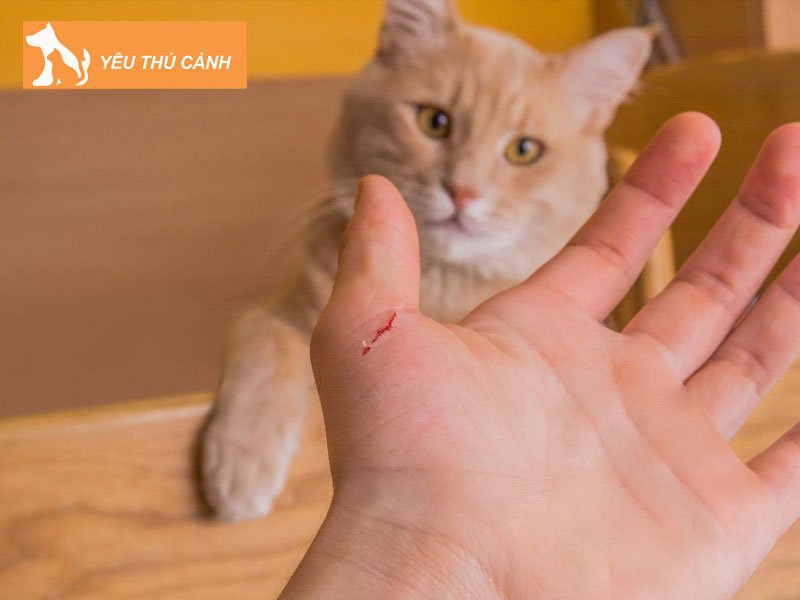 tai-sao-phai-tiem-chich-ngua-khi-bi-meo-can-thucanh