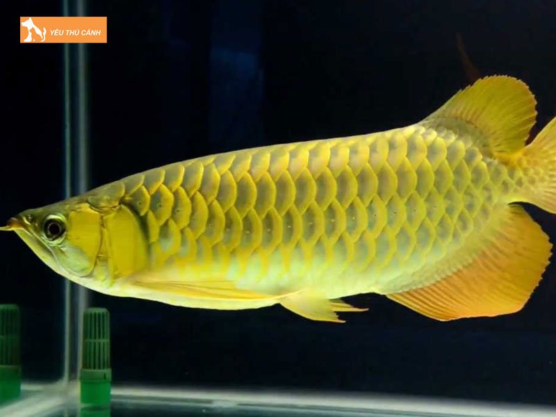 Tam-quan-trong-cua-vay-ca-rong-la-gi-thucanh