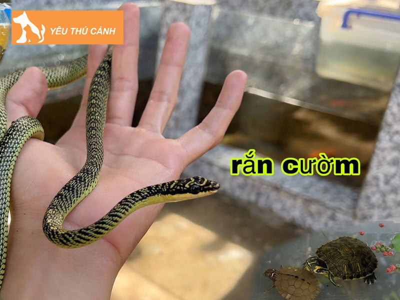 tap-tinh-cua-loai-ran-luc-cuom-thucanh
