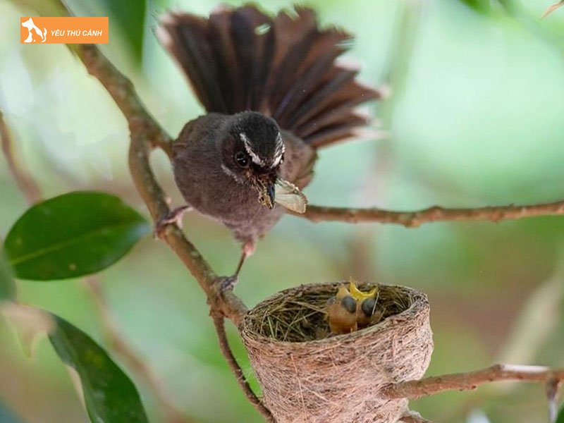 Tap-tinh-sinh-san-thucanh