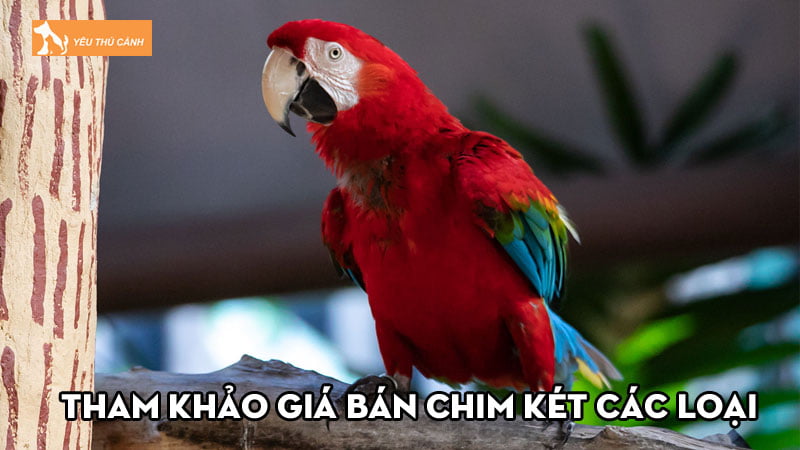 Tham khảo giá bán chim két các loại vừa túi tiền, dễ chăm sóc