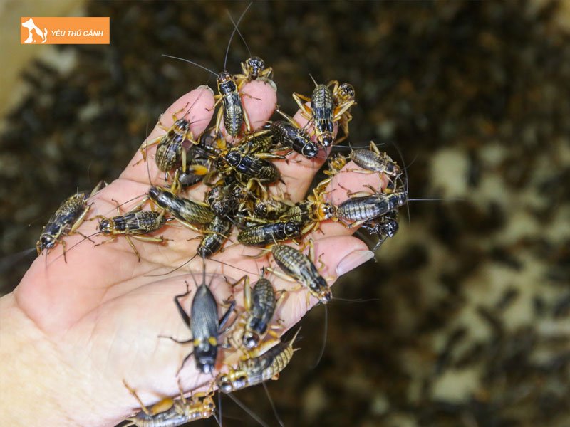 tham-khao-gia-de-thuong-pham-hien-nay-thucanh