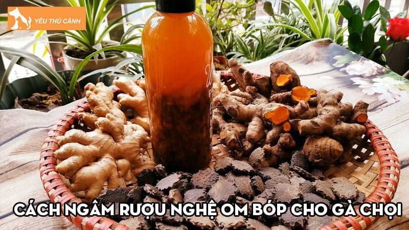 Tham khảo ngay các cách ngâm rượu nghệ om bóp cho gà chọi hiệu quả