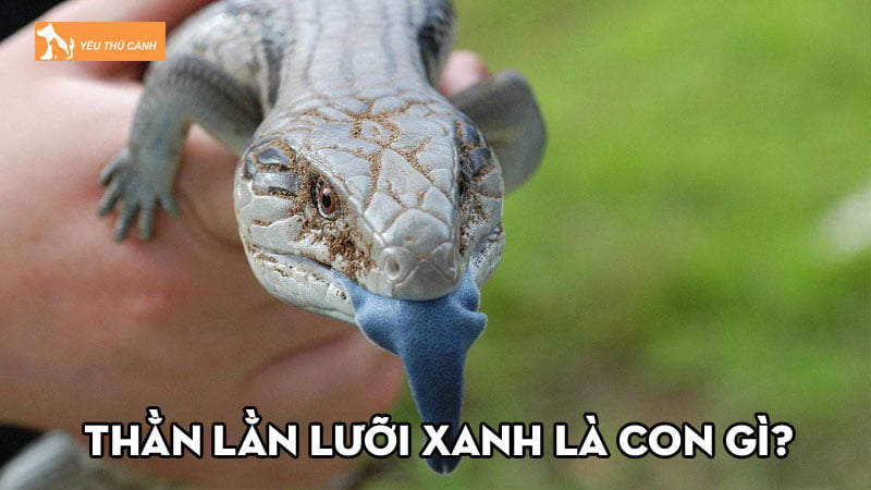 Thằn lằn lưỡi xanh là con gì? Kinh nghiệm nuôi dưỡng thế nào?