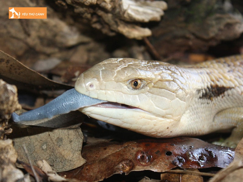 than-lan-luoi-xanh-la-con-gi-thucanh