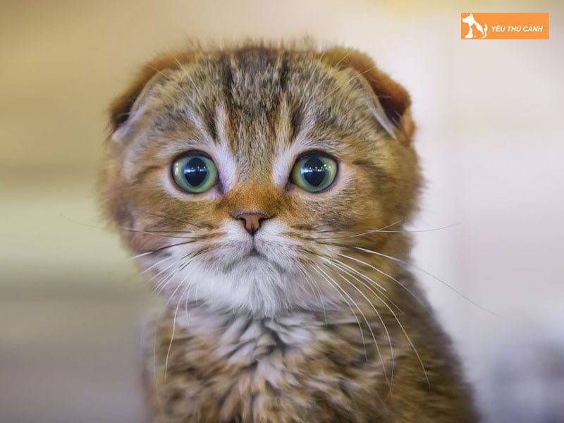 the-nao-la-meo-tai-cup-thucanh