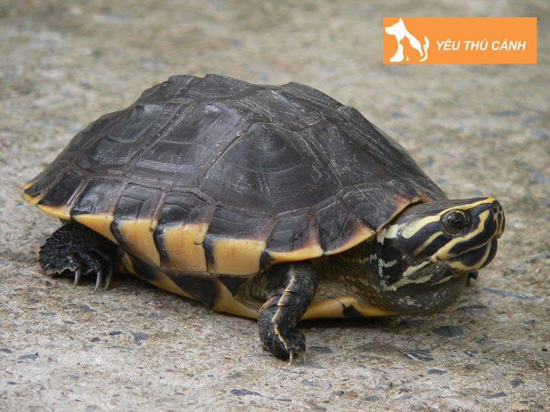 the-nao-la-rua-ba-go-thucanh