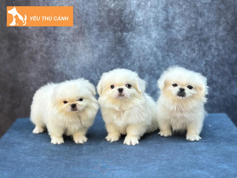 thi-gao-shop-thu-cung-gia-lai-chat-luong-thucanh