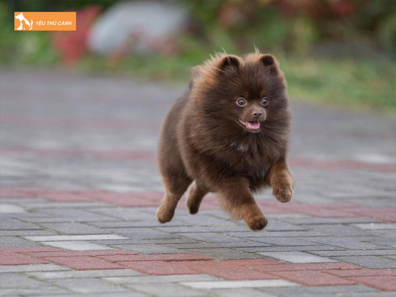 thiet-lap-che-do-an-phu-hop-voi-can-nang-cua-cho-phoc-soc-thucanh