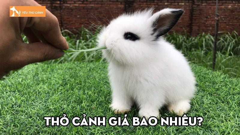 Thỏ cảnh giá bao nhiêu? Các loại được chuộng nuôi nhất