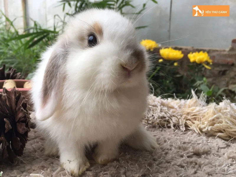 tho-minilop-1-thucanh