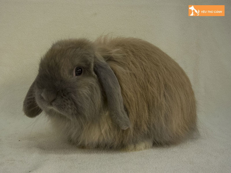 tho-tai-cup-anh-thucanh