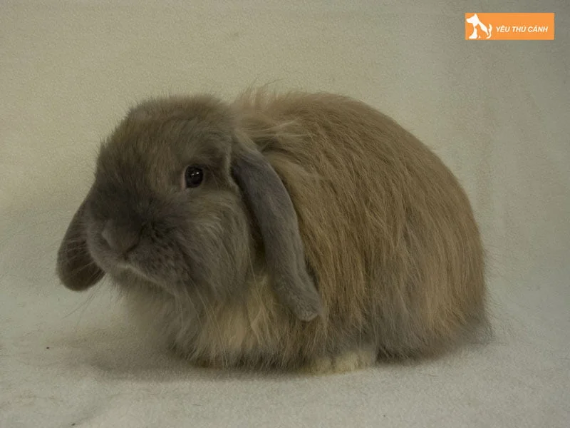 tho-tai-cup-anh-thucanh