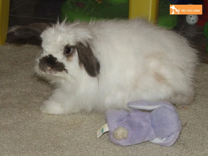 tho-tai-cup-my-thucanh