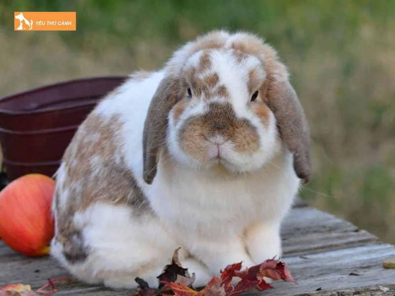 tho-tai-cup-phap-thucanh