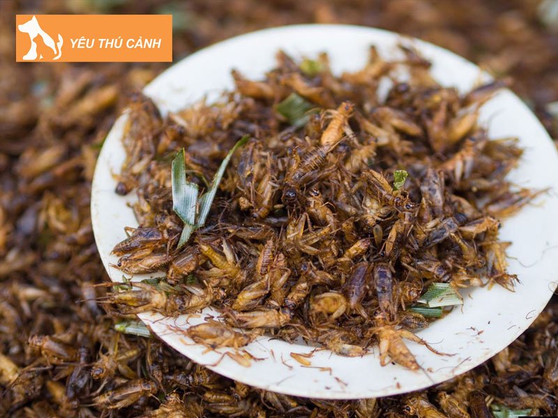 thu-hoach-de-ra-sao-thucanh