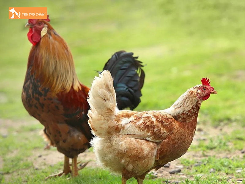 Thu-hut-con-mai-thucanh