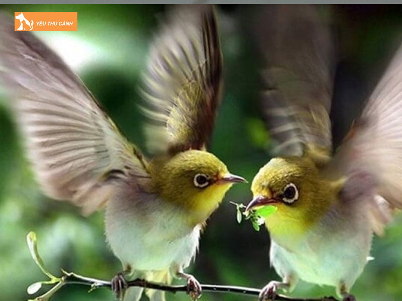 Thuc-an-cua-chim-sau-la-gi1-thucanh