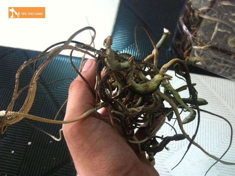 thuc-an-cua-liu-diu-chi-la-gi-thucanh