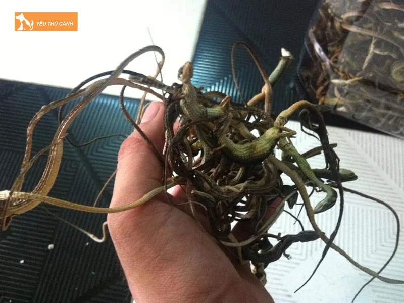 thuc-an-cua-liu-diu-chi-la-gi-thucanh