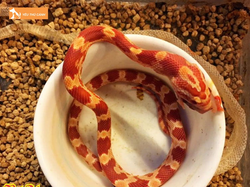 Thuc-an-cua-ran-ngo-la-gi-thucanh