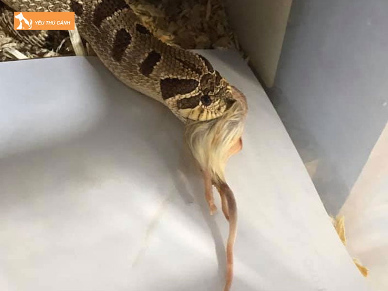 Thuc-an-ran-mui-lon-hognose-snake-thucanh