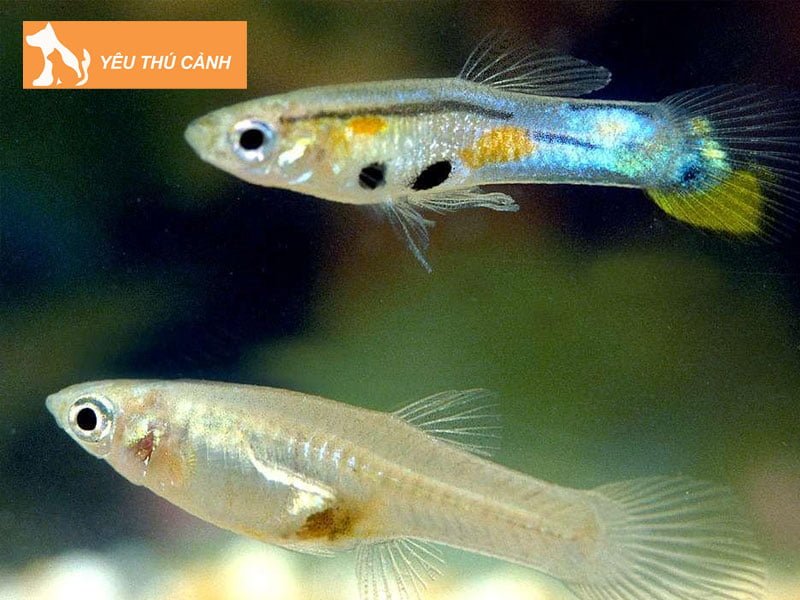 tiem-ca-7-mau-cua-hang-ban-ca-7-mau-o-ho-chi-minh-thucanh