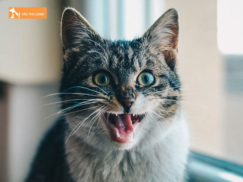 tieng-gam-gu-hoac-gao-thet-thucanh