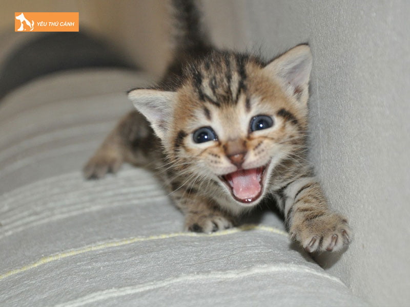 tieng-meo-keu-ngan-thucanh