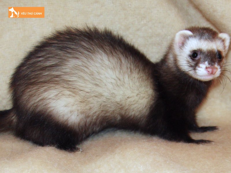 tim-hieu-doi-net-ve-chon-ferret-thucanh