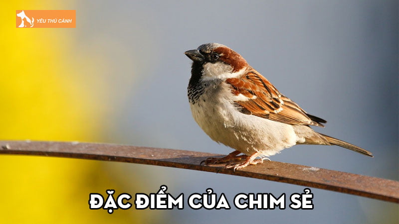 Tìm hiểu về đặc điểm của chim sẻ và cách nuôi chúng