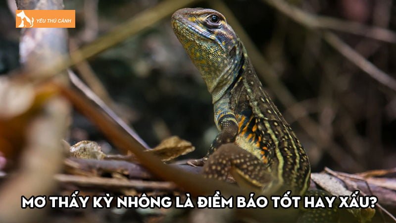 Tìm hiểu việc nằm mơ thấy kỳ nhông là điềm báo tốt hay xấu?