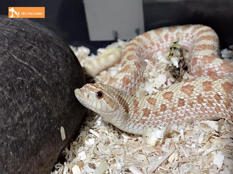 Tinh-cach-ran-mui-lon-hognose-snake-thucanh