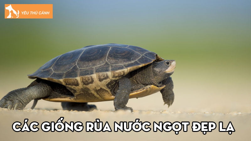 Tổng hợp 10+ các giống rùa nước ngọt đẹp lạ được ưa chuộng