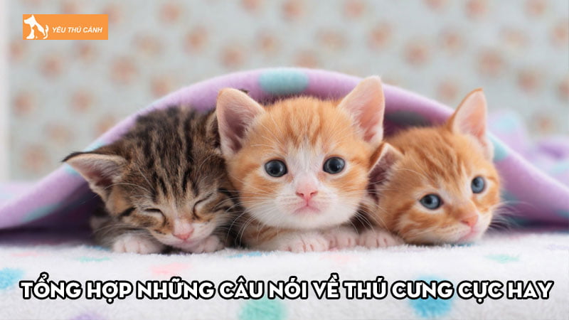 Tổng hợp những câu nói về thú cưng cực hay và đầy ý nghĩa