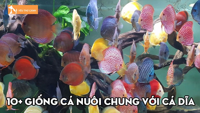 top-10-giong-ca-nuoi-chung-voi-ca-dia-thich-hop-nhat-thucanh