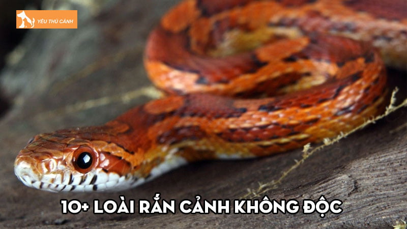 top-10-loai-ran-canh-khong-doc-dep-noi-bat-hien-nay-thucanh