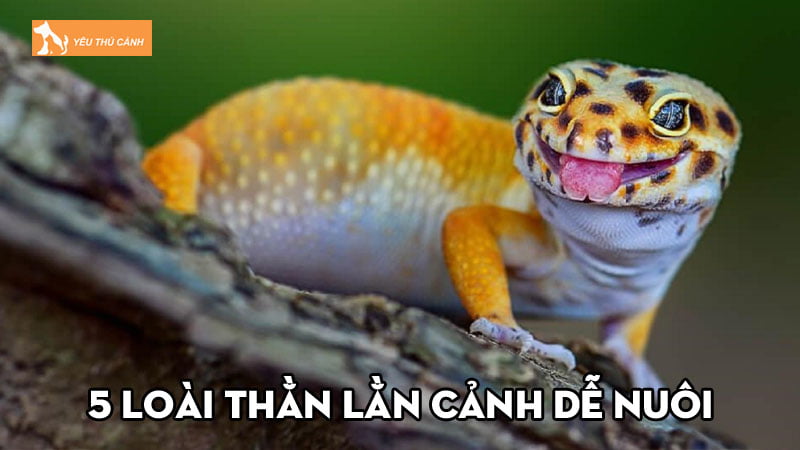 top-5-loai-than-lan-canh-de-nuoi-nhat-cho-nguoi-moi-choi-thucanh