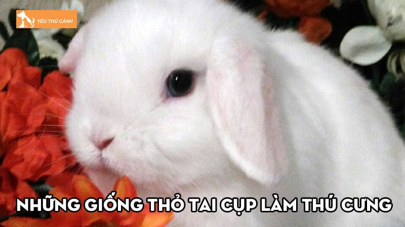 Top 5+ những giống thỏ tai cụp làm thú cưng siêu đáng yêu