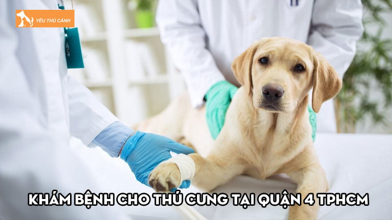 TOP 6 nơi khám bệnh cho thú cưng tại Quận 4 TPHCM uy tín