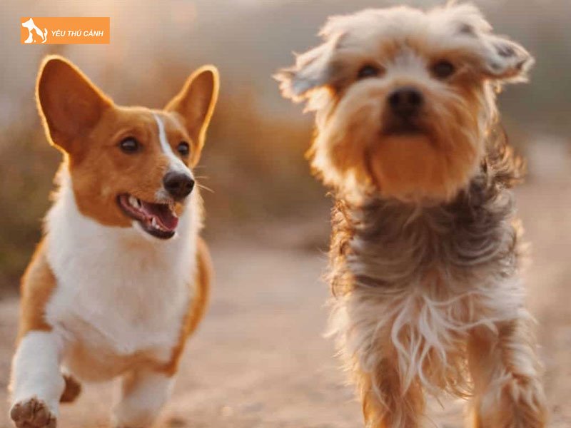 top-nhung-cau-noi-hay-ve-cho-thucanh